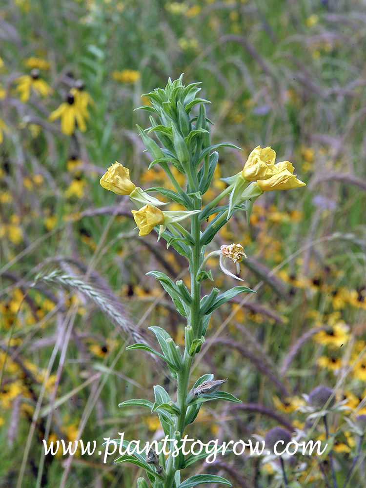 Common evening-primrose (Oenothera biennis)